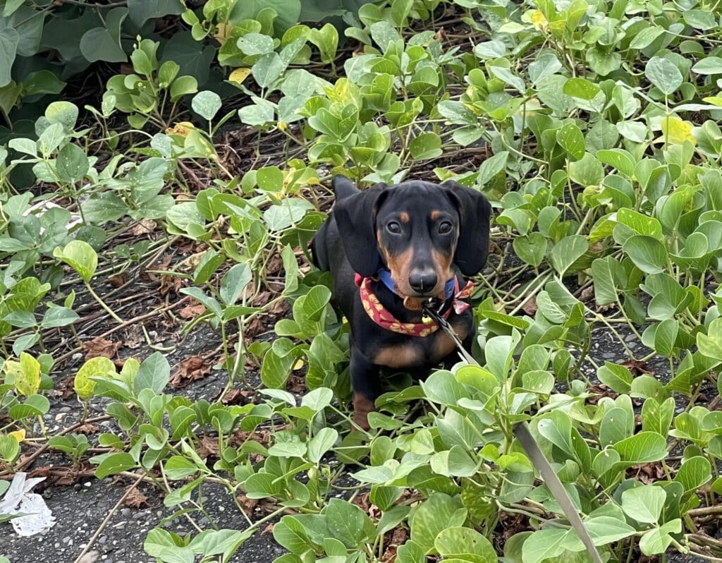 【南投寵物友善住宿】智旅南投體驗館-內有2024價目表-摩登時尚風格CP值高為家庭旅遊首選民宿 - 36