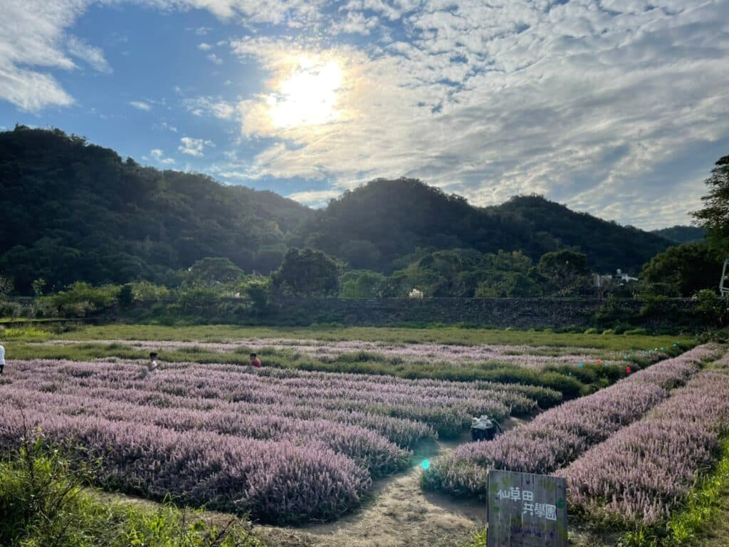 【新竹關西景點】『仙草花田』美麗新地標-關西版『紫色薰衣草』免費開放共享 - 7
