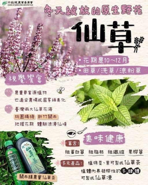 【新竹關西景點】『仙草花田』美麗新地標-關西版『紫色薰衣草』免費開放共享 - 4