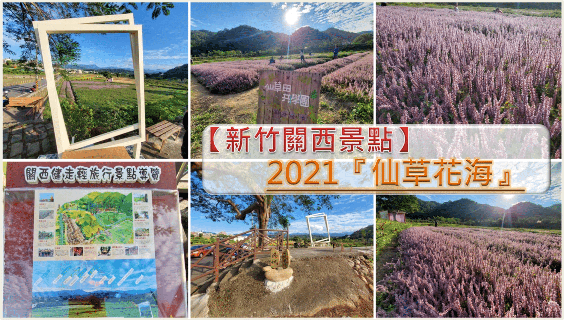 【新竹關西景點】『仙草花田』美麗新地標-關西版『紫色薰衣草』免費開放共享 - 1