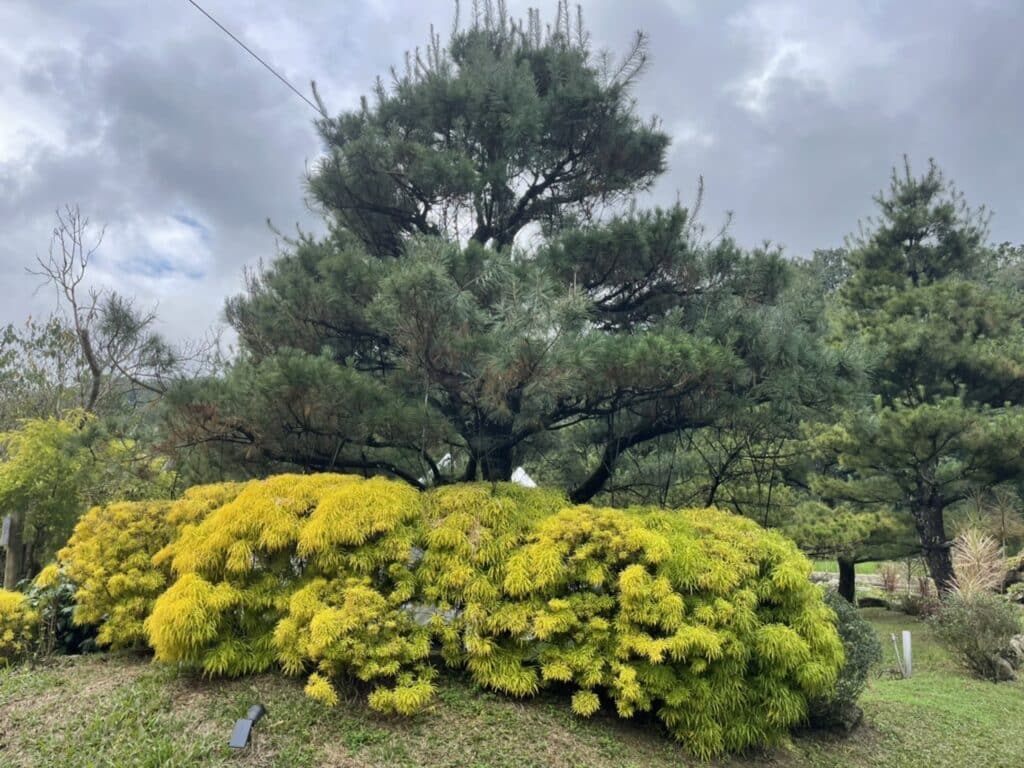 【南投魚池露營】拂水山莊內有2024房間價目表-一起在松樹下露營/懶人之五星平價豪華露營 - 325