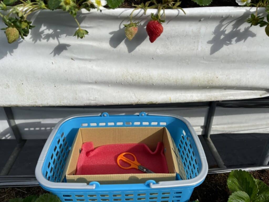【新竹關西採草莓】好上林無毒草莓園-無毒無農藥的高架豐香草莓讓人吃得安心也放心/內有2024價目表 - 47