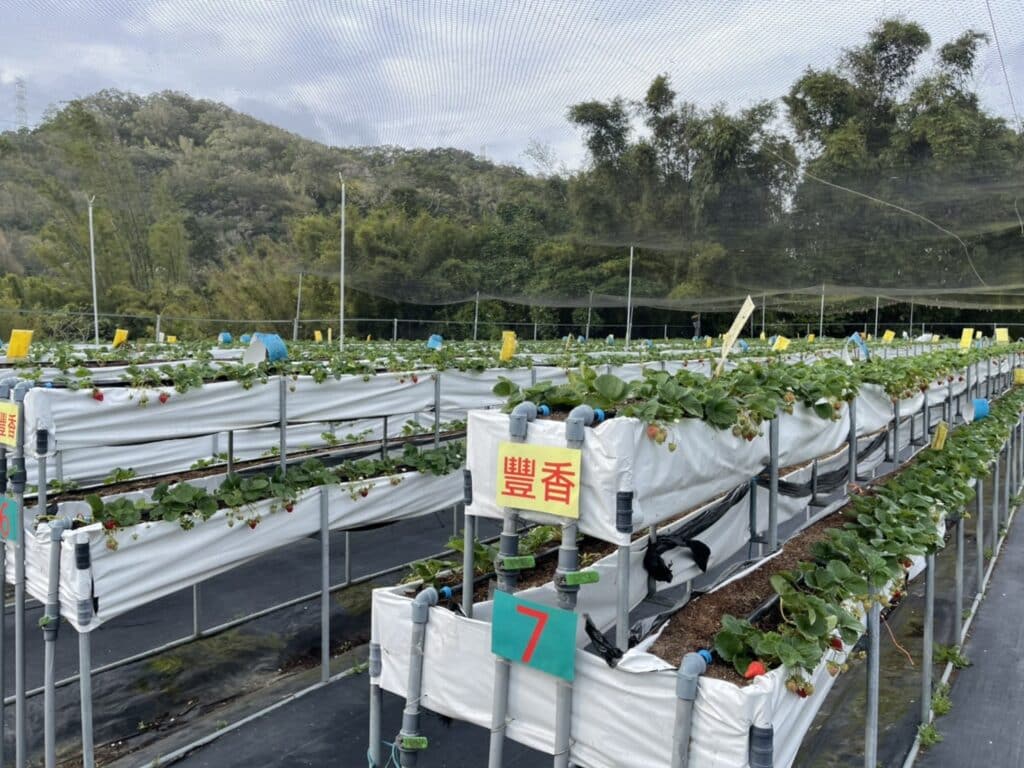 【新竹關西採草莓】好上林無毒草莓園-無毒無農藥的高架豐香草莓讓人吃得安心也放心/內有2024價目表 - 12