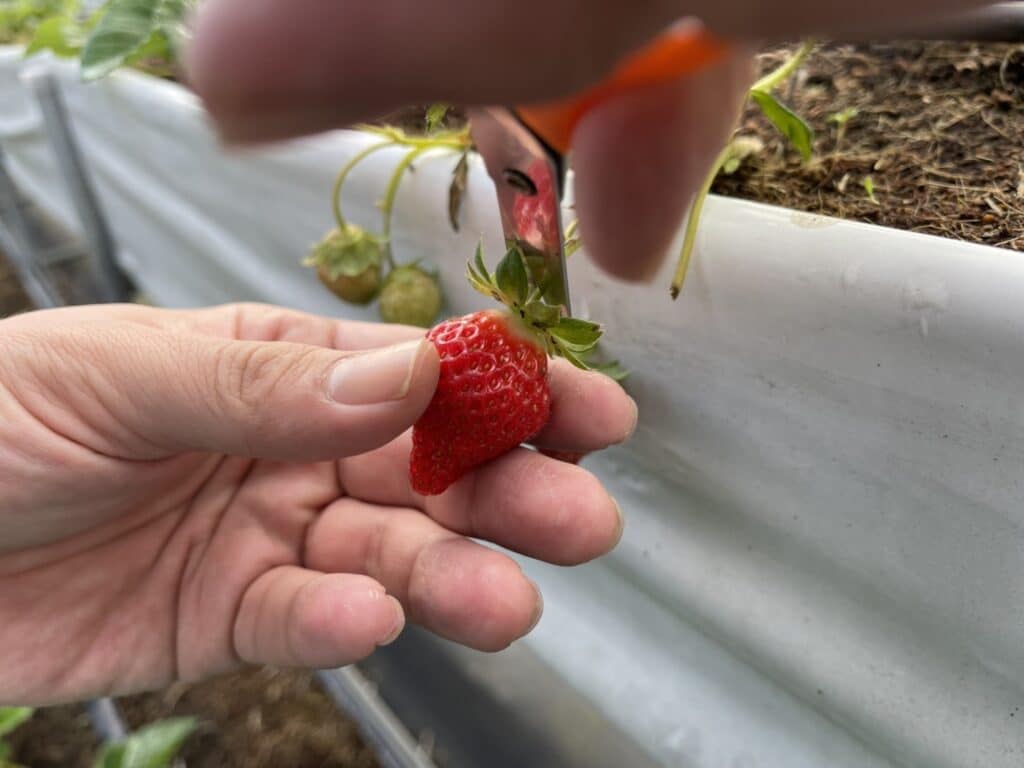 【新竹關西採草莓】好上林無毒草莓園-無毒無農藥的高架豐香草莓讓人吃得安心也放心/內有2024價目表 - 5