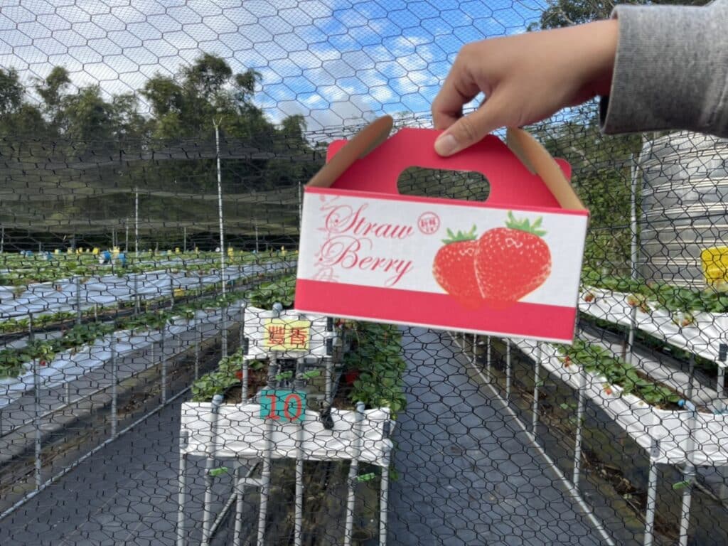 【新竹關西採草莓】好上林無毒草莓園-無毒無農藥的高架豐香草莓讓人吃得安心也放心/內有2024價目表 - 51