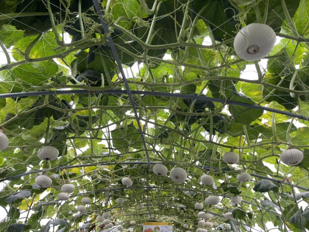 【屏東熱博】熱帶農業博覽會-228連假屏東熱博按讚送地瓜/迪士尼彩繪稻田在屏東/迪士尼迷的你千萬不要錯過囉 - 34