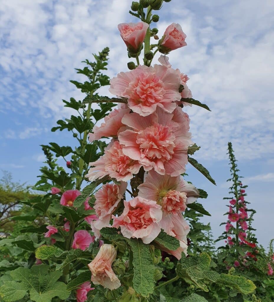 【台南景點】2026學甲蜀葵花季懶人包/蜀葵花、鼠尾草、百日草與黃金浪海麥田周邊景點懶人包 - 18