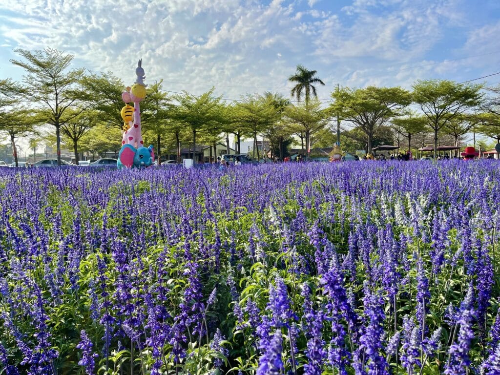 【台南景點】2026學甲蜀葵花季懶人包/蜀葵花、鼠尾草、百日草與黃金浪海麥田周邊景點懶人包 - 2