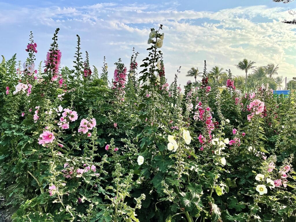 【台南景點】2026學甲蜀葵花季懶人包/蜀葵花、鼠尾草、百日草與黃金浪海麥田周邊景點懶人包 - 23