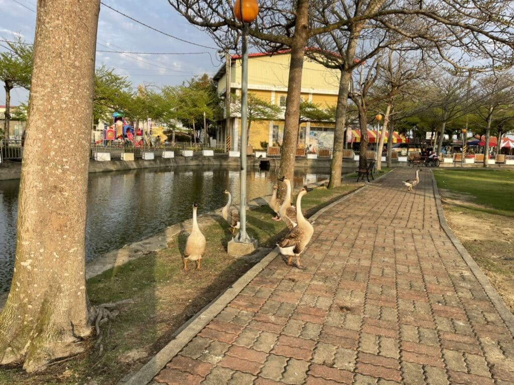 【台南景點】2026學甲蜀葵花季懶人包/蜀葵花、鼠尾草、百日草與黃金浪海麥田周邊景點懶人包 - 53