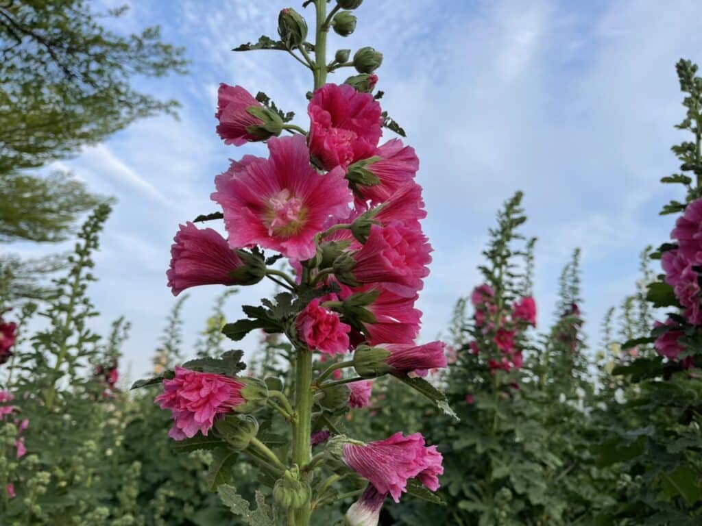 【台南景點】2026學甲蜀葵花季懶人包/蜀葵花、鼠尾草、百日草與黃金浪海麥田周邊景點懶人包 - 21
