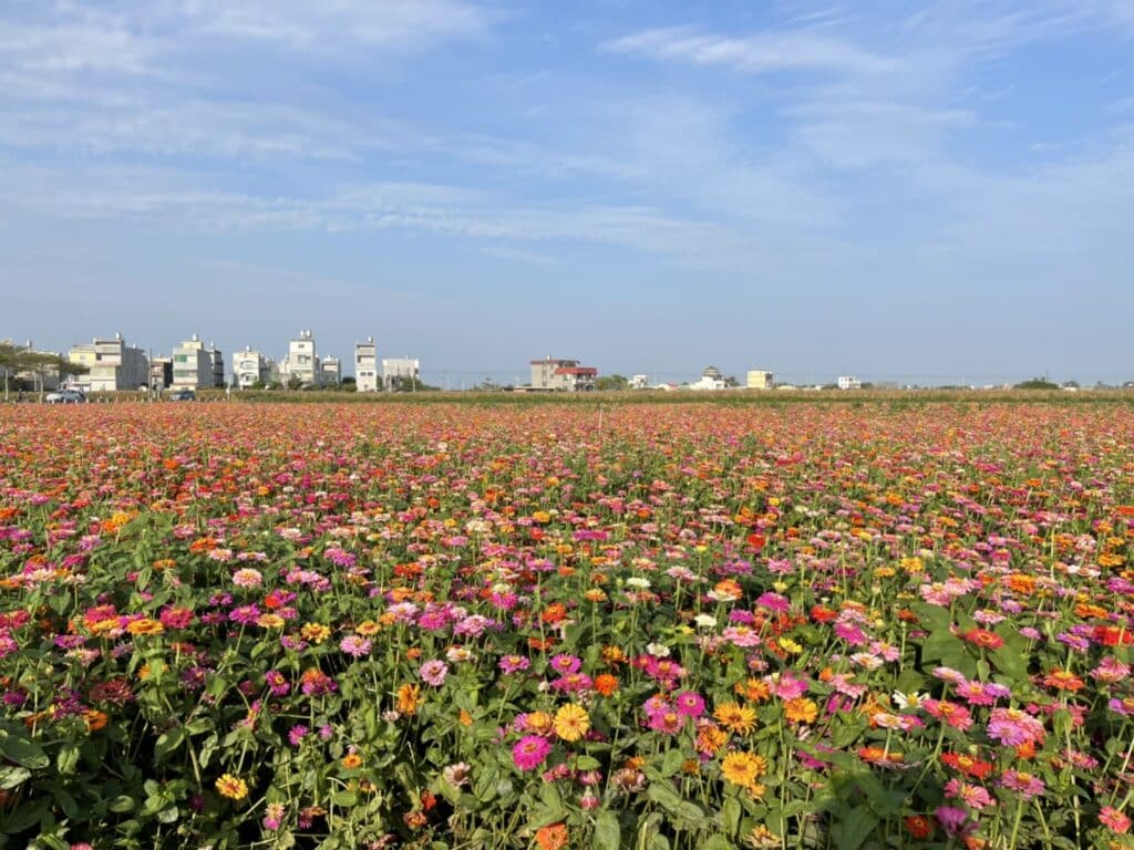 【台南景點】2026學甲蜀葵花季懶人包/蜀葵花、鼠尾草、百日草與黃金浪海麥田周邊景點懶人包 - 25
