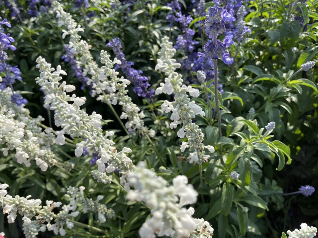 【台南景點】2026學甲蜀葵花季懶人包/蜀葵花、鼠尾草、百日草與黃金浪海麥田周邊景點懶人包 - 13