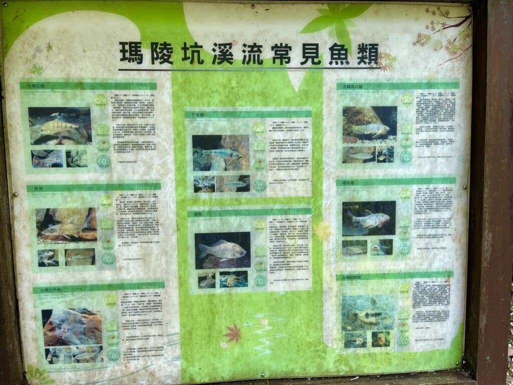 【基隆七堵景點】瑪西桐花步道&富民親水公園/賞桐花戲水一次擁有的台版亞馬遜河秘境 - 39