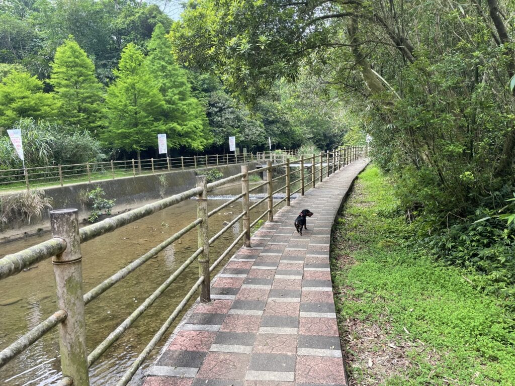 【基隆七堵景點】瑪西桐花步道&富民親水公園/賞桐花戲水一次擁有的台版亞馬遜河秘境 - 13