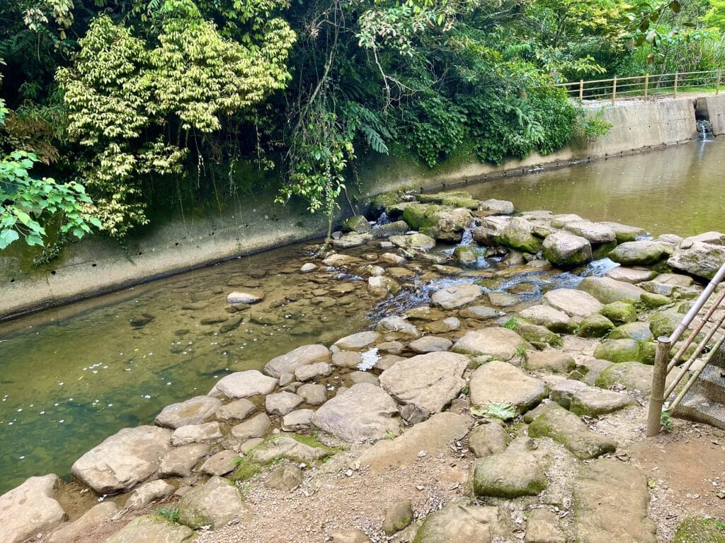 【基隆七堵景點】瑪西桐花步道&富民親水公園/賞桐花戲水一次擁有的台版亞馬遜河秘境 - 42
