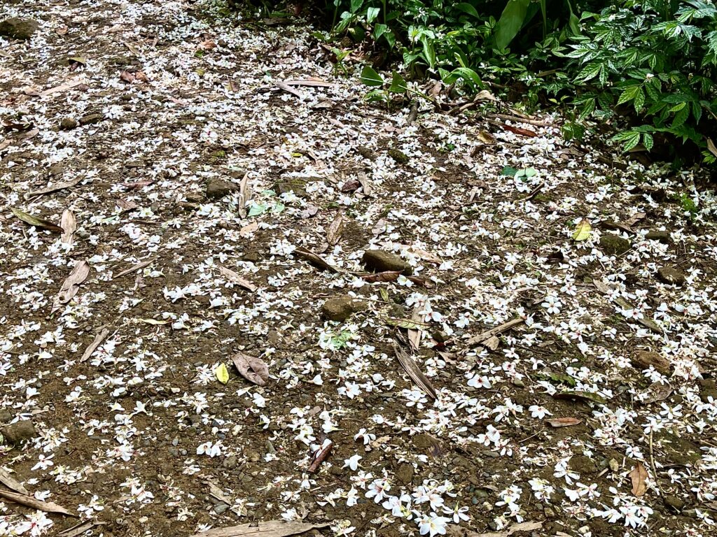 【基隆七堵景點】瑪西桐花步道&富民親水公園/賞桐花戲水一次擁有的台版亞馬遜河秘境 - 21