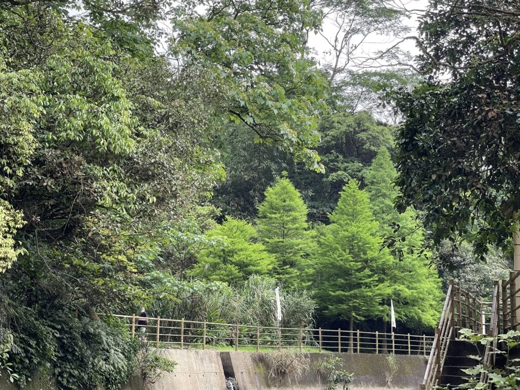 【基隆七堵景點】瑪西桐花步道&富民親水公園/賞桐花戲水一次擁有的台版亞馬遜河秘境 - 49