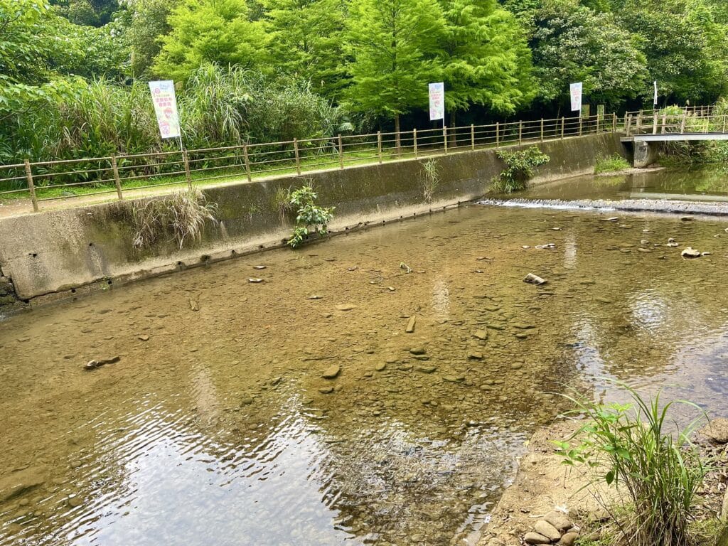 【基隆七堵景點】瑪西桐花步道&富民親水公園/賞桐花戲水一次擁有的台版亞馬遜河秘境 - 40