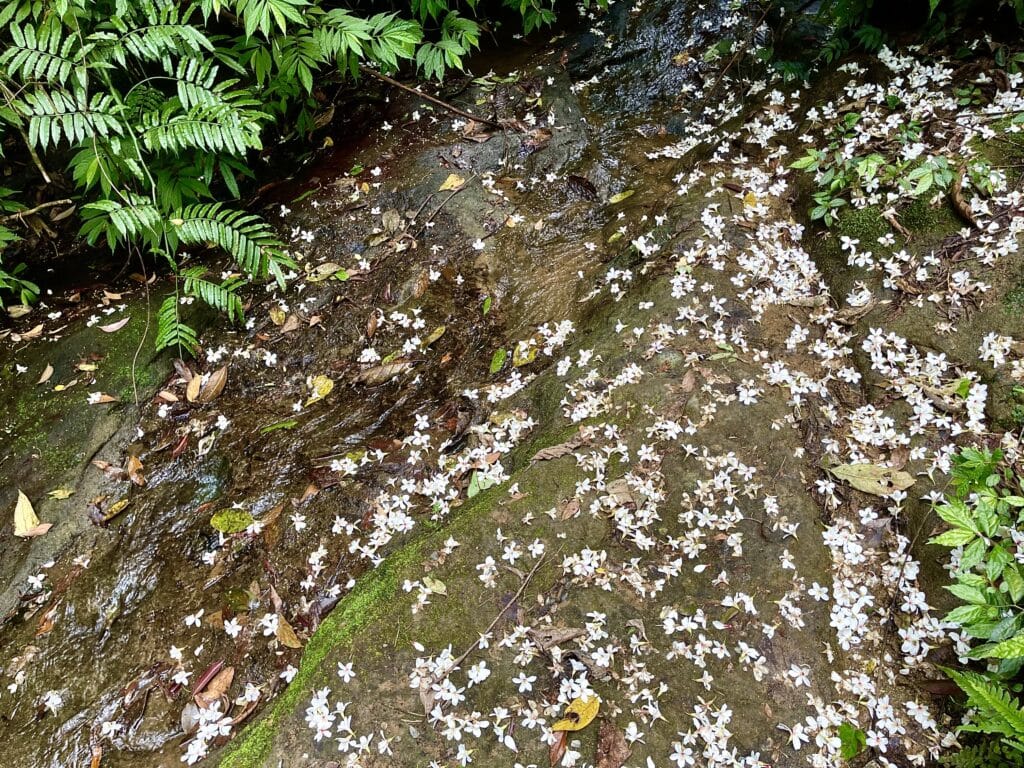 【基隆七堵景點】瑪西桐花步道&富民親水公園/賞桐花戲水一次擁有的台版亞馬遜河秘境 - 30