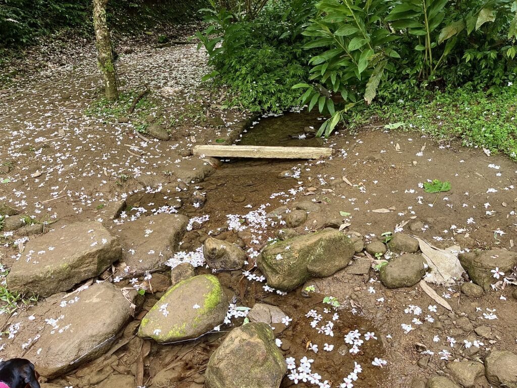 【基隆七堵景點】瑪西桐花步道&富民親水公園/賞桐花戲水一次擁有的台版亞馬遜河秘境 - 20