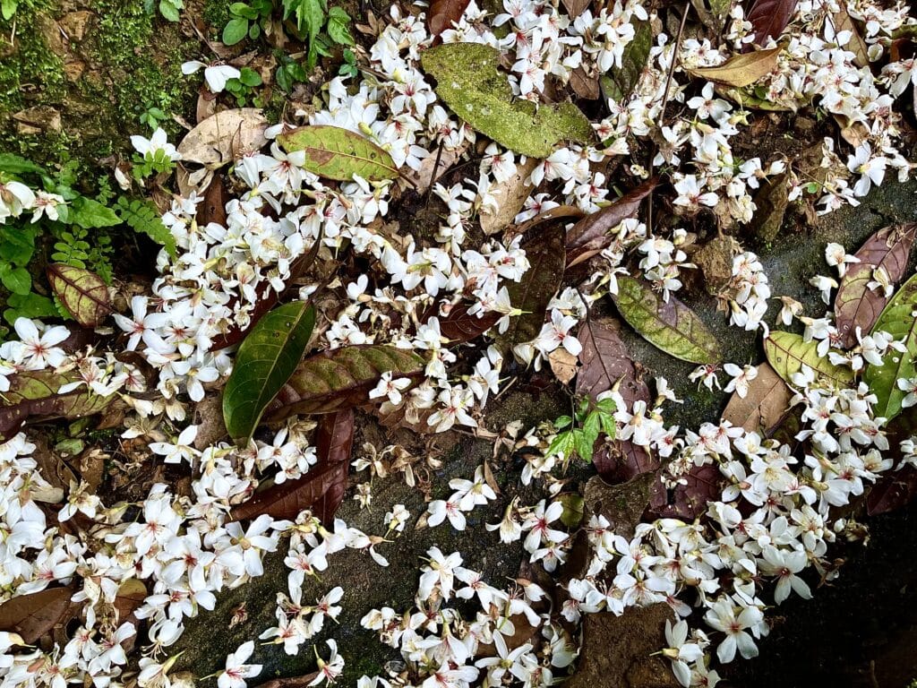 【基隆七堵景點】瑪西桐花步道&富民親水公園/賞桐花戲水一次擁有的台版亞馬遜河秘境 - 24