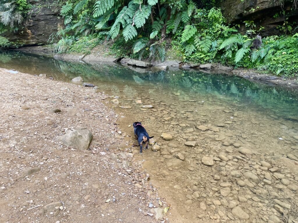 【基隆七堵景點】瑪西桐花步道&富民親水公園/賞桐花戲水一次擁有的台版亞馬遜河秘境 - 51