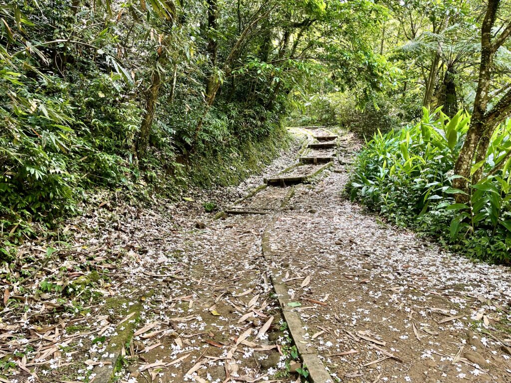 【基隆七堵景點】瑪西桐花步道&富民親水公園/賞桐花戲水一次擁有的台版亞馬遜河秘境 - 23