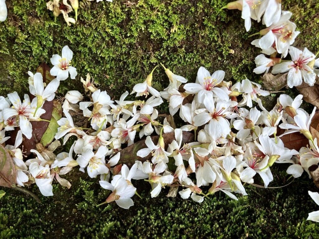 【基隆七堵景點】瑪西桐花步道&富民親水公園/賞桐花戲水一次擁有的台版亞馬遜河秘境 - 26