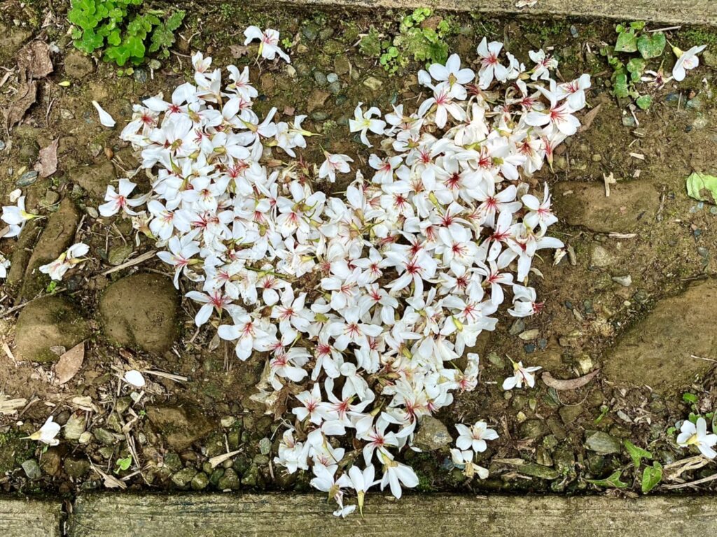 【基隆七堵景點】瑪西桐花步道&富民親水公園/賞桐花戲水一次擁有的台版亞馬遜河秘境 - 25