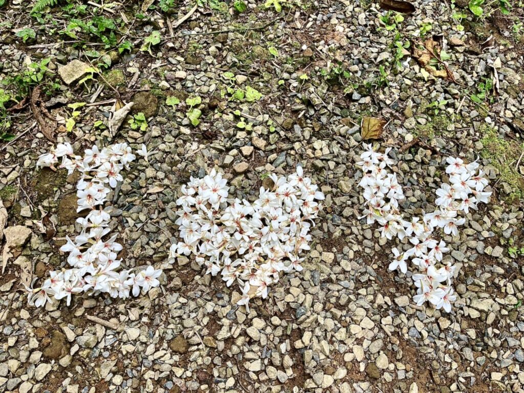 【基隆七堵景點】瑪西桐花步道&富民親水公園/賞桐花戲水一次擁有的台版亞馬遜河秘境 - 27