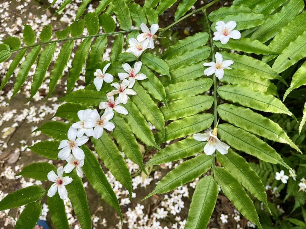 【基隆七堵景點】瑪西桐花步道&富民親水公園/賞桐花戲水一次擁有的台版亞馬遜河秘境 - 29