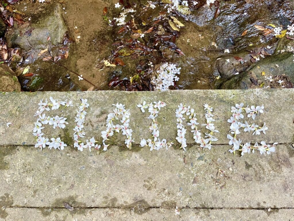【基隆七堵景點】瑪西桐花步道&富民親水公園/賞桐花戲水一次擁有的台版亞馬遜河秘境 - 28