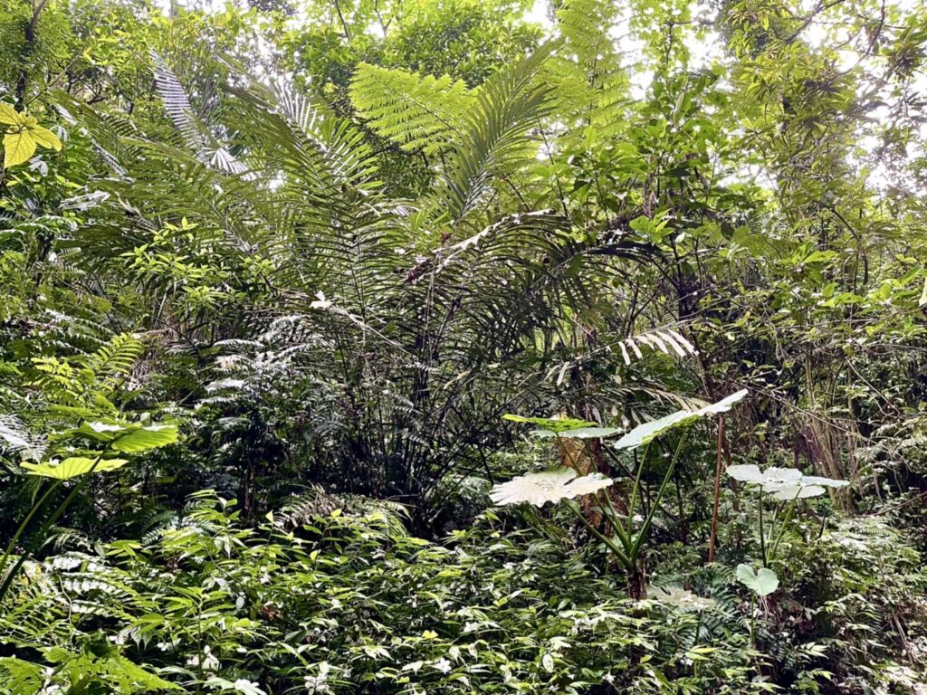 【基隆七堵景點】瑪西桐花步道&富民親水公園/賞桐花戲水一次擁有的台版亞馬遜河秘境 - 35