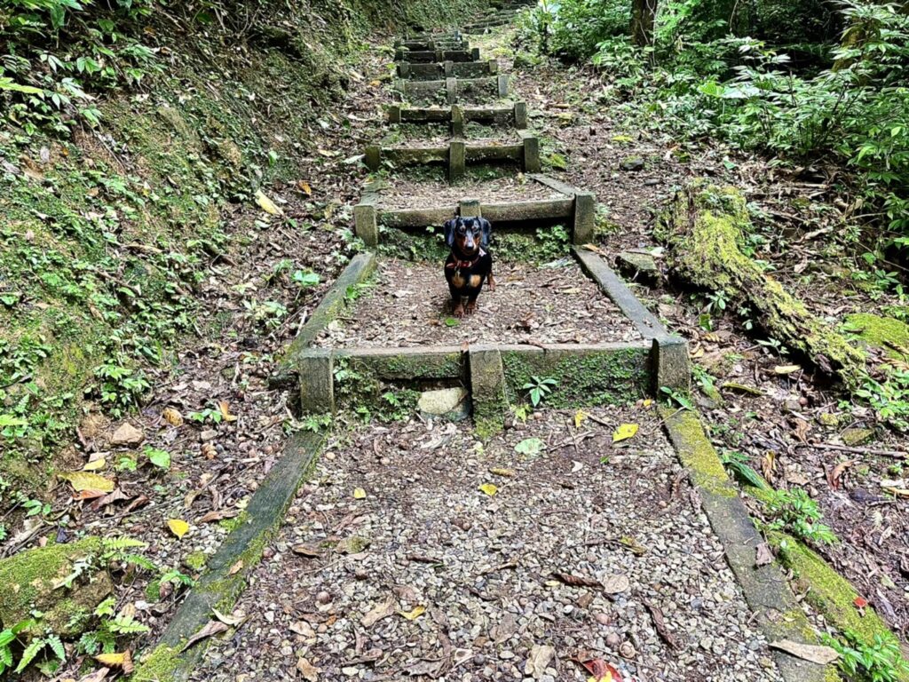【基隆七堵景點】瑪西桐花步道&富民親水公園/賞桐花戲水一次擁有的台版亞馬遜河秘境 - 31