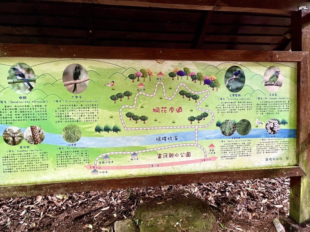 【基隆七堵景點】瑪西桐花步道&富民親水公園/賞桐花戲水一次擁有的台版亞馬遜河秘境 - 17