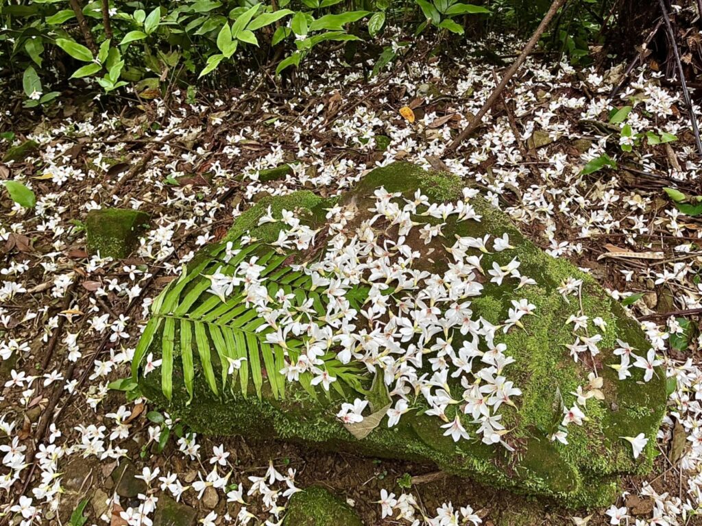 【基隆七堵景點】瑪西桐花步道&富民親水公園/賞桐花戲水一次擁有的台版亞馬遜河秘境 - 33