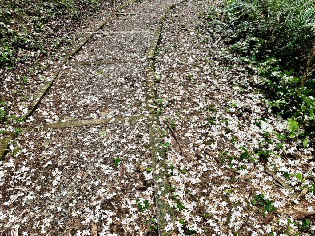 【基隆七堵景點】瑪西桐花步道&富民親水公園/賞桐花戲水一次擁有的台版亞馬遜河秘境 - 34