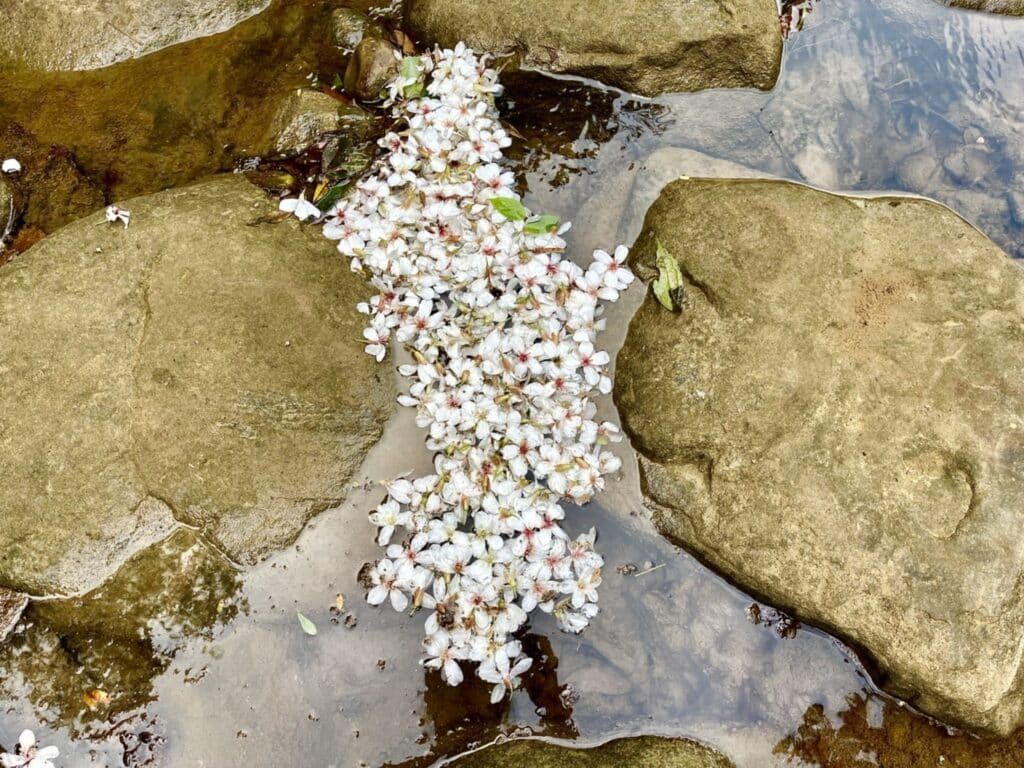 【基隆七堵景點】瑪西桐花步道&富民親水公園/賞桐花戲水一次擁有的台版亞馬遜河秘境 - 45