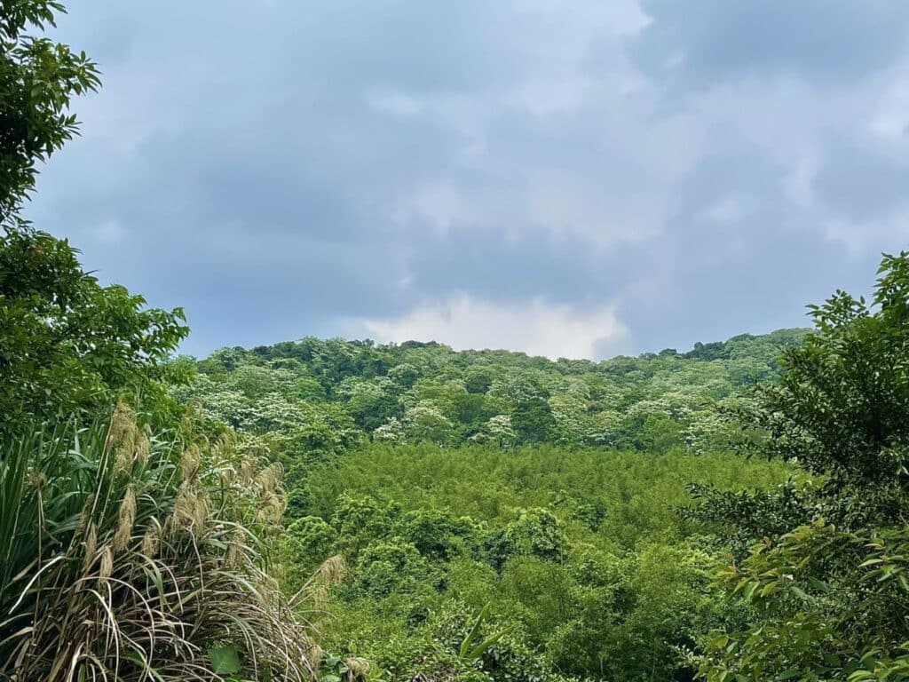 【基隆七堵景點】瑪西桐花步道&富民親水公園/賞桐花戲水一次擁有的台版亞馬遜河秘境 - 2