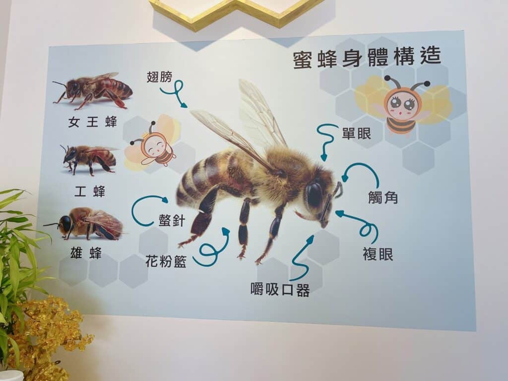 【南投埔里景點】蜜蜂王國&時時晴法式甜點坊/內有2024目錄/精緻繽紛的法式甜點與蜂蜜美麗的邂逅 - 163