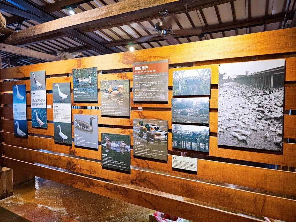【宜蘭景點】鴨寮故事館-內有2024票價/近距離餵食鴨子還可DIY紅土鹹蛋 - 17