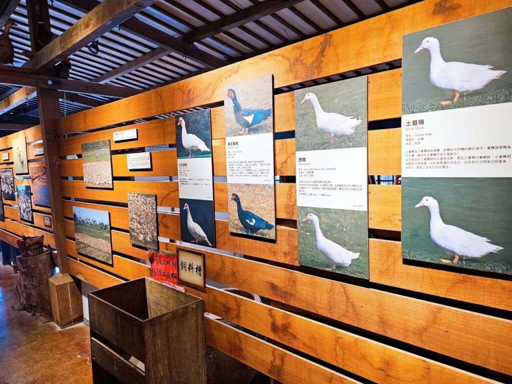 【宜蘭景點】鴨寮故事館-內有2024票價/近距離餵食鴨子還可DIY紅土鹹蛋 - 18