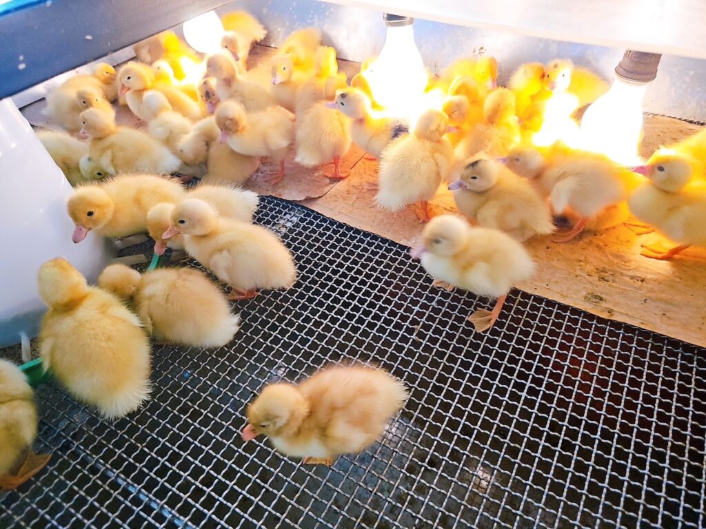 【宜蘭景點】鴨寮故事館-內有2024票價/近距離餵食鴨子還可DIY紅土鹹蛋 - 27