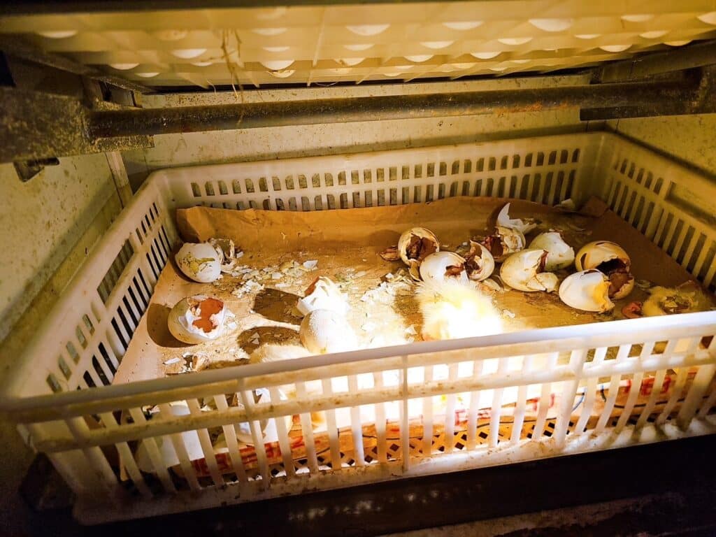 【宜蘭景點】鴨寮故事館-內有2024票價/近距離餵食鴨子還可DIY紅土鹹蛋 - 24