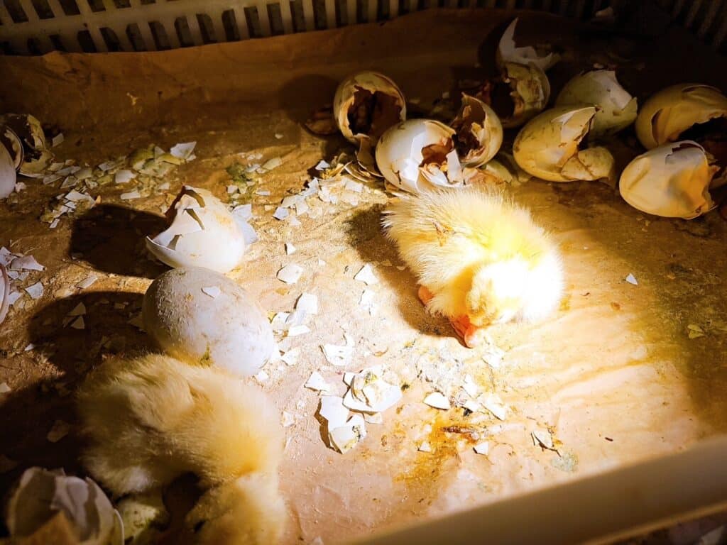 【宜蘭景點】鴨寮故事館-內有2024票價/近距離餵食鴨子還可DIY紅土鹹蛋 - 25