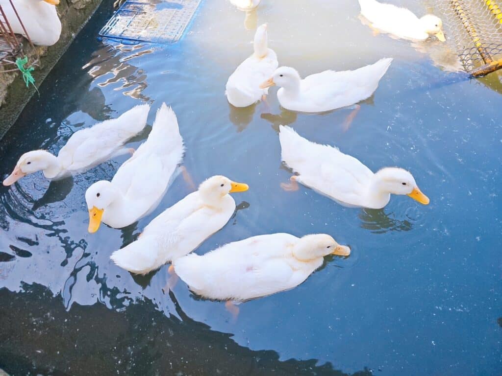 【宜蘭景點】鴨寮故事館-內有2024票價/近距離餵食鴨子還可DIY紅土鹹蛋 - 41