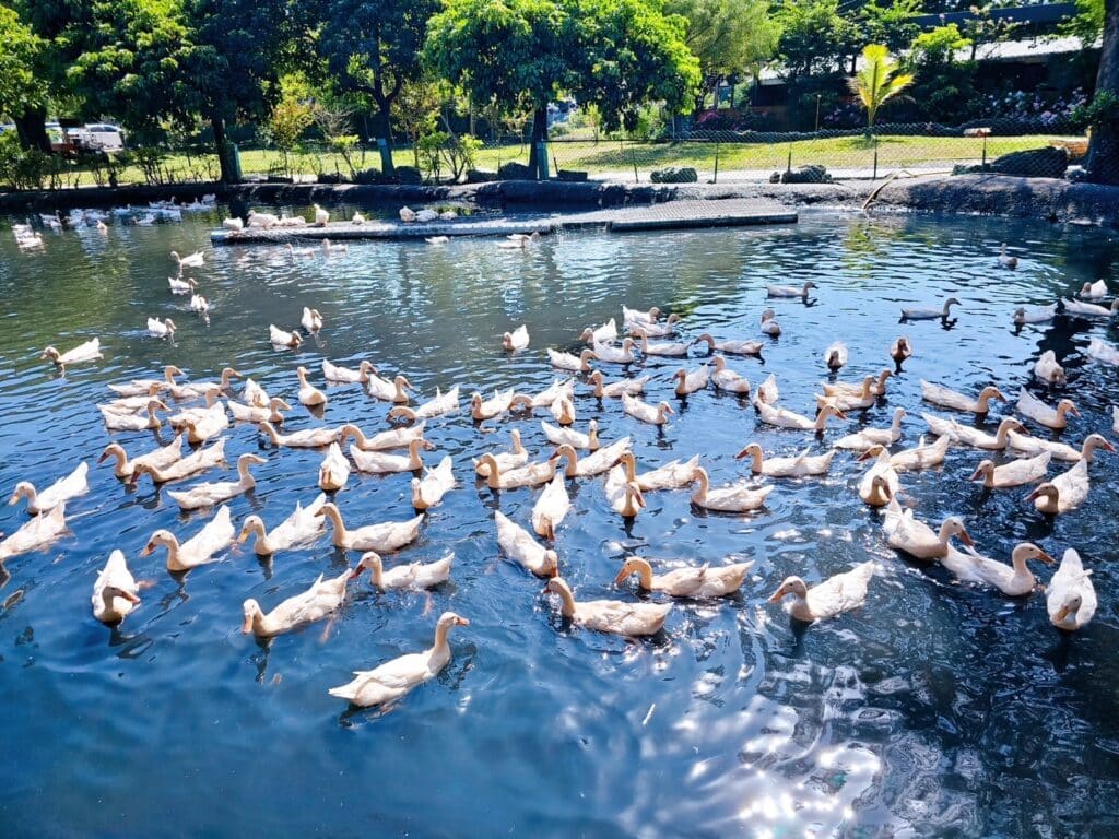 【宜蘭景點】鴨寮故事館-內有2024票價/近距離餵食鴨子還可DIY紅土鹹蛋 - 48