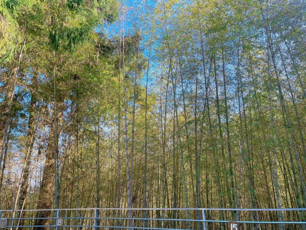 【南投鹿谷露營】和雅六分營地-內有2024營區價錢/大崙山溪頭杉林溪附近旅遊的基地 - 13